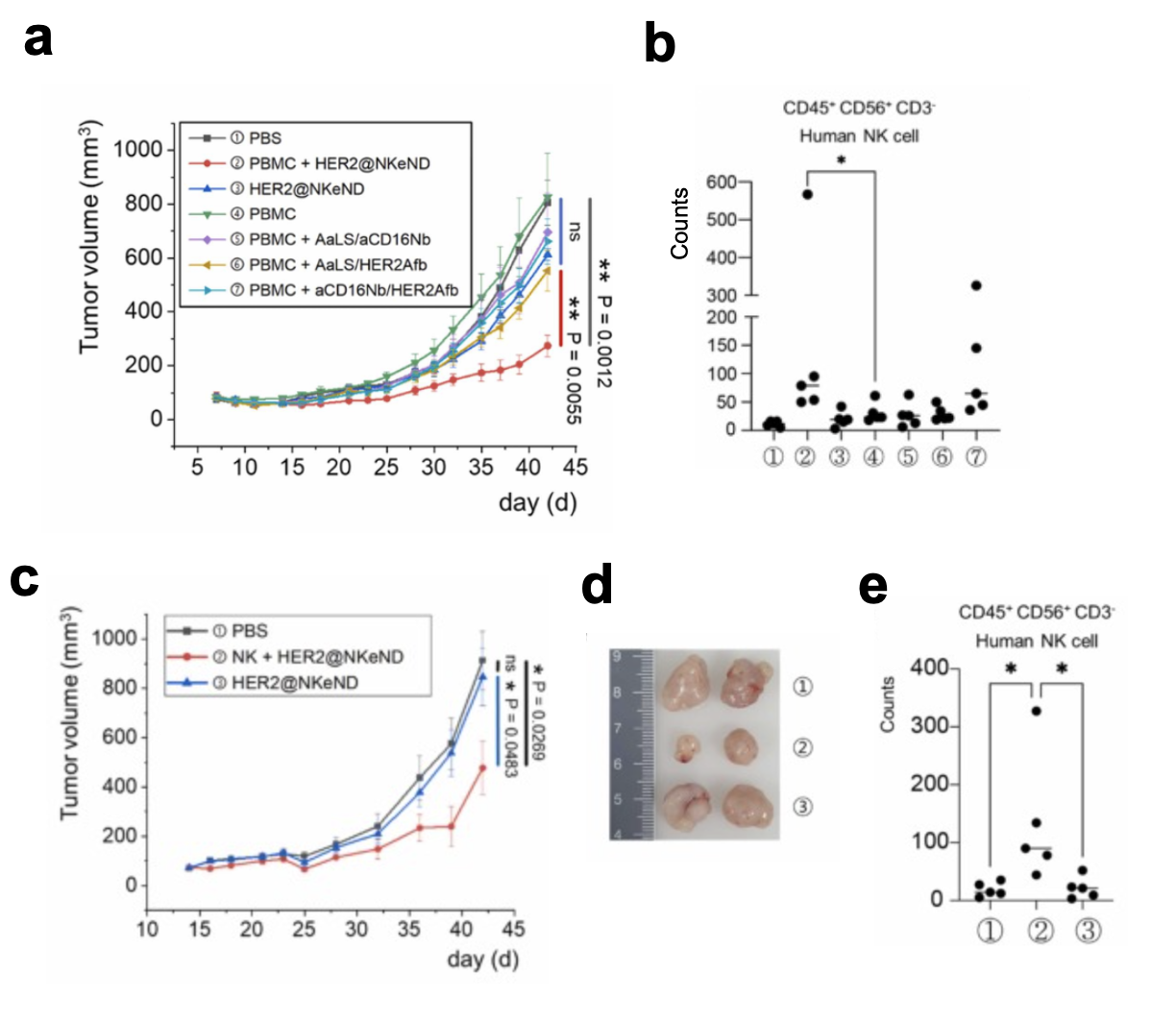 NK cell-dependent in vivo anti-tumor efficacy of HER2 @NKeND.